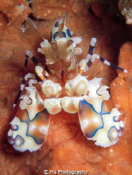 The Harlequin Shrimp is my favourite crustacean so far <3... by Ms Photography 